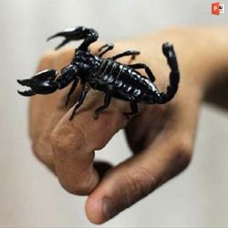 دانلود فایل پاورپوینت مارگزیدگی و عقرب گزیدگی جهت ارائه در کلاس و کنفرانس
