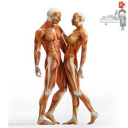 دانلود فایل پروژه انواع ناهنجاری ها جسمانی در آناتومی بدن