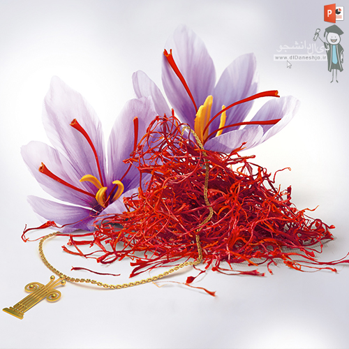 کاشت زعفران و آموزش برداشت آن