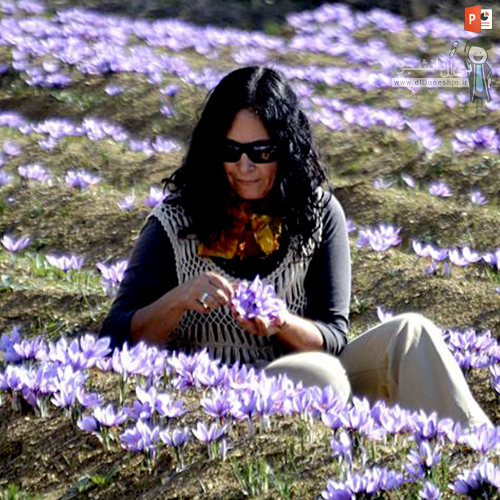 کاشت زعفران در ایران